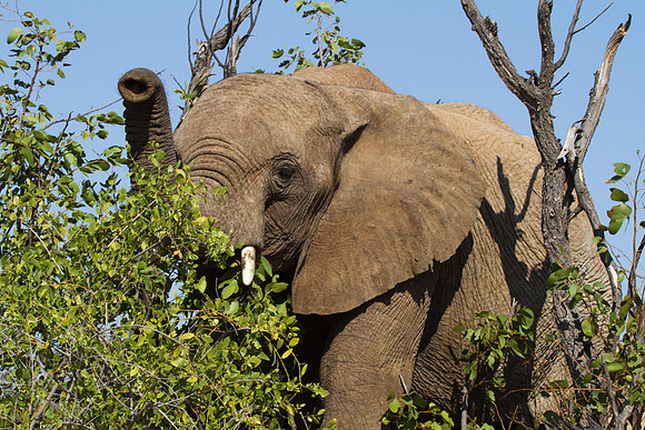 Elephant Near Kipwe 5 - Copy