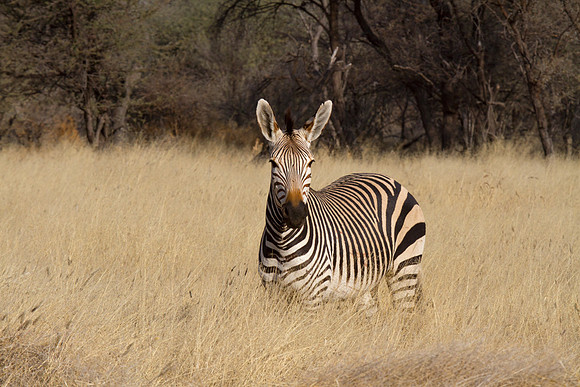 Mountain Zebra 2