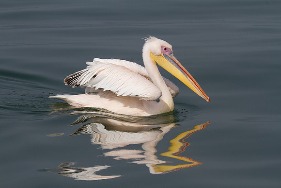 Great White Pelican