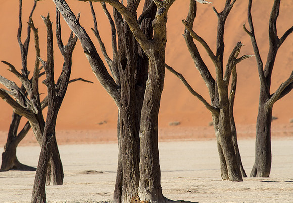 Deadvlei 10 - Copy