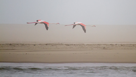 Flamingos in Flight 2 - Copy