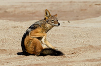 Blackbacked Jackel Scratching - Copy