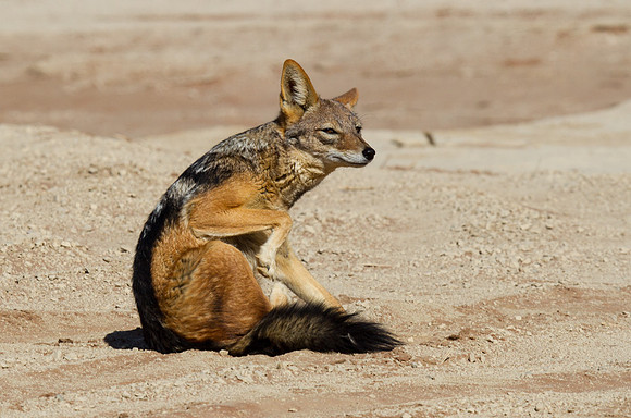 Blackbacked Jackel Scratching - Copy