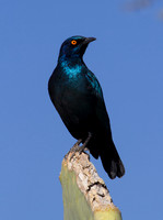 Cape Glossy Starling - Copy