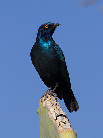 Cape Glossy Starling - Copy