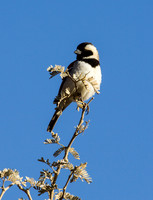 Cape Sparrow - Copy