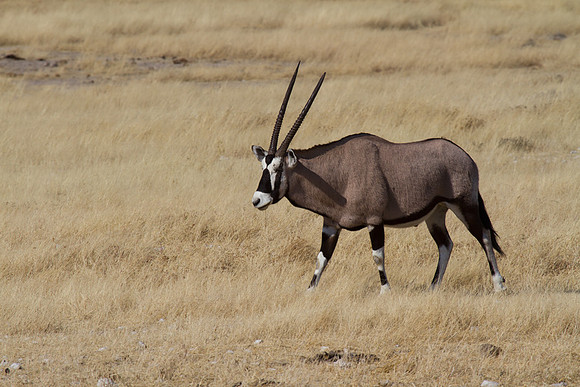 Oryx at Etosha 2