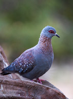 African Mourning Dove - Copy