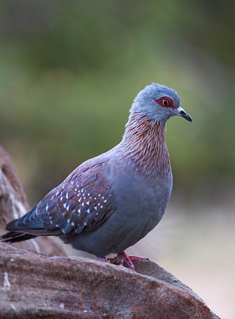 African Mourning Dove - Copy