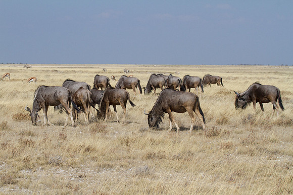 Wildebeest at Etosha 1