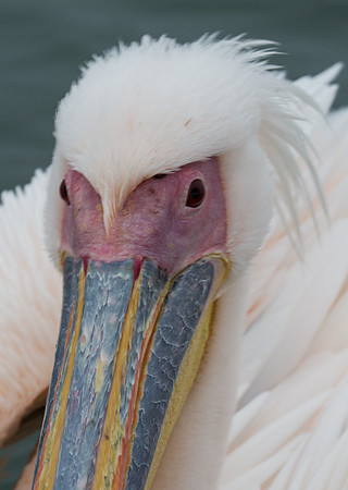 Great White Pelican Face