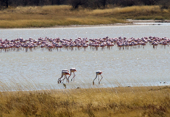 Flamingos at Etosha 2 - Copy