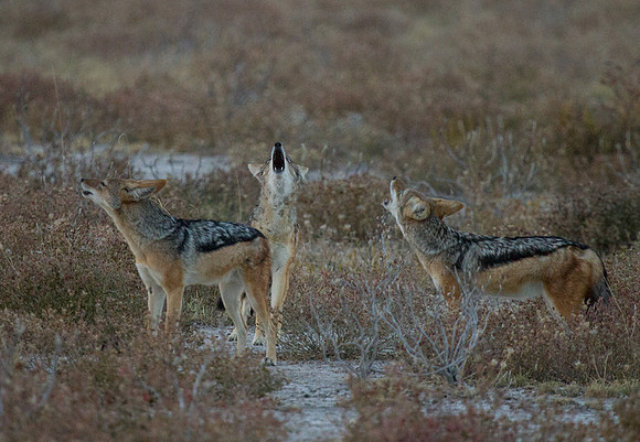 Jackals Howling 2