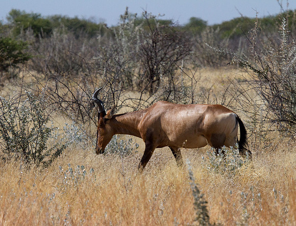 Hartebeest at Etosha