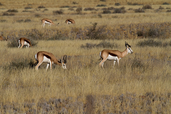 Springbok Along the Road
