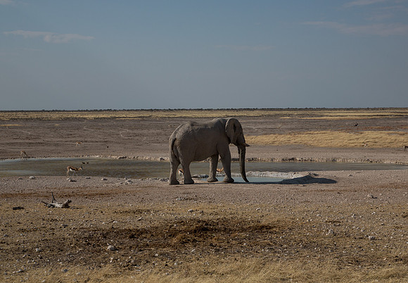 Elephant at Etosha Waterhole 1 - Copy