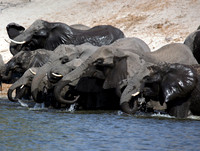 Chobe Park, Botswana, Elephants #10