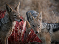 Kapama SA, Black Backed Jackels #4