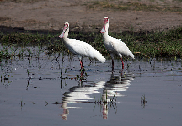 Chobe Park, Botswana, African Spoonbill #1