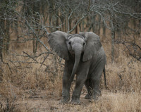 Kapama SA, Baby Elephant #3