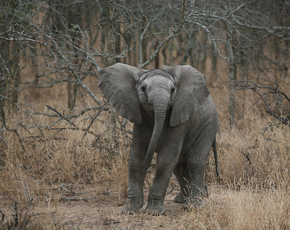 Kapama SA, Baby Elephant #3