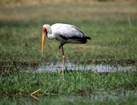 Chobe Park, Botswana, Yellow-billed Stork #2