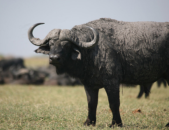Chobe Park, Botswana, cape Buffalo #2