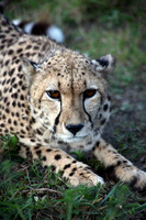 Hluhluwe SA, Cheetah #4