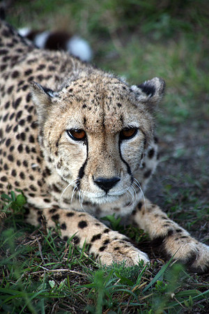 Hluhluwe SA, Cheetah #4