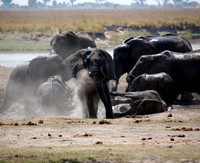 Chobe Park, Botswana, Elephants #3