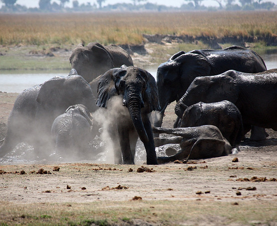 Chobe Park, Botswana, Elephants #3