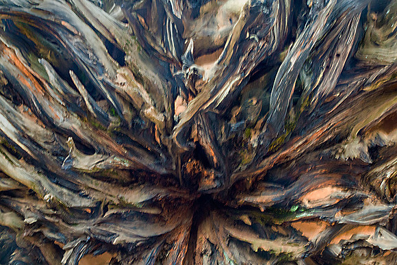 Sequoia Roots 1