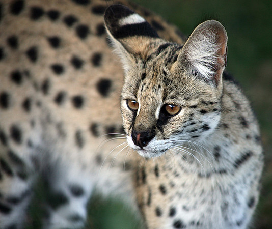 Hluhluwe SA, Serval #4