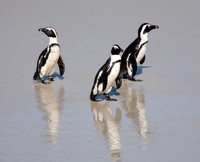 Jackass Penquin Reflections #4, The Boulders
