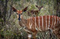 Hluhluwe Imfolozi Park, SA, Nyala #2