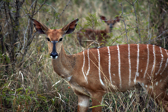 Hluhluwe Imfolozi Park, SA, Nyala #2