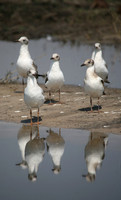 Chobe Park, Botswana, Grey Headed Gulls #2