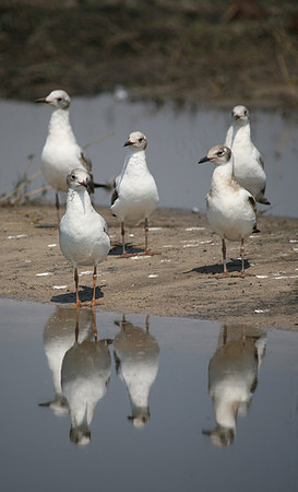 Chobe Park, Botswana, Grey Headed Gulls #2