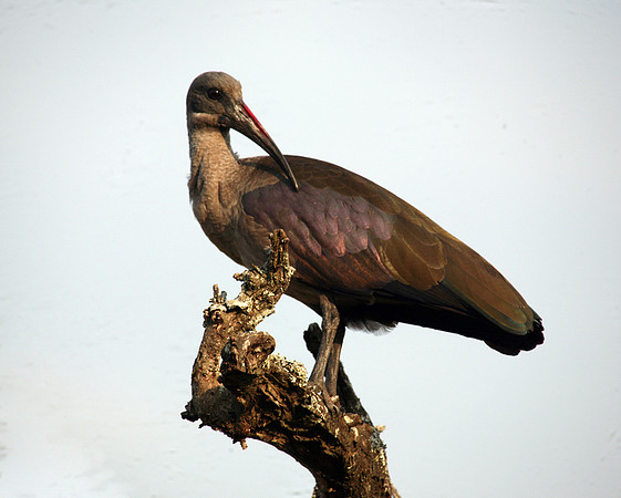 Hluhluwe Imfolozi Park, SA, Glossy Ibis #1