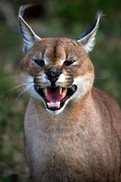 Hluhluwe SA, Caracal #4