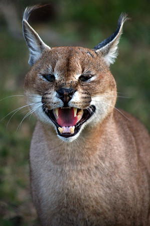 Hluhluwe SA, Caracal #4
