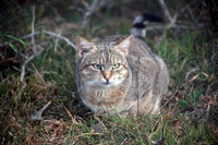Hluhluwe SA, African Wild Cat #2