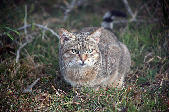 Hluhluwe SA, African Wild Cat #2