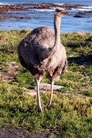 Cape of Good Hope, Common Ostrich #1