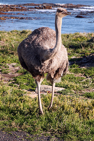 Cape of Good Hope, Common Ostrich #1