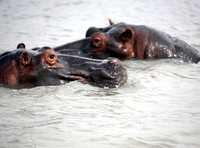 Hluhluwe SA, St. Lucia Wetlands Hippos #1