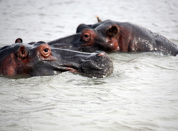 Hluhluwe SA, St. Lucia Wetlands Hippos #1