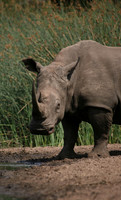 Hluhluwe SA, White Rhino at Falaza #4