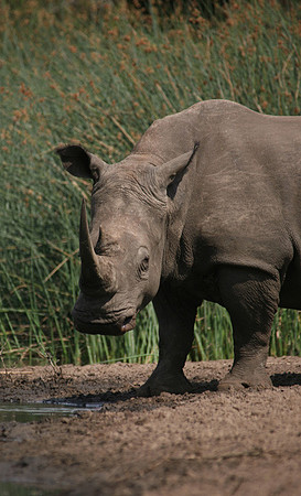 Hluhluwe SA, White Rhino at Falaza #4