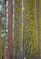 Sequoia 3